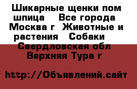 Шикарные щенки пом шпица  - Все города, Москва г. Животные и растения » Собаки   . Свердловская обл.,Верхняя Тура г.